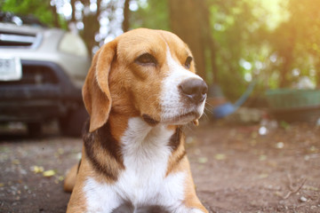 Beagle dog sits on the park outdoor.