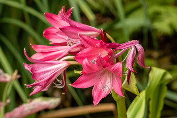Pink lilies