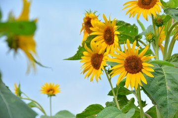 Obraz premium ひまわり 青空