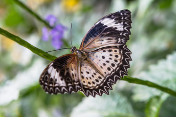 Butterfly 57