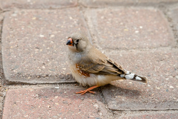 Bird 6