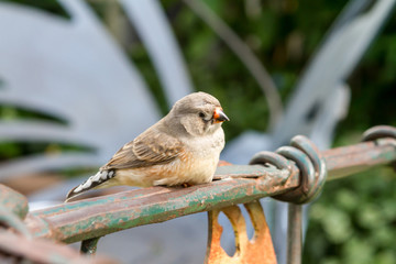 Bird 5