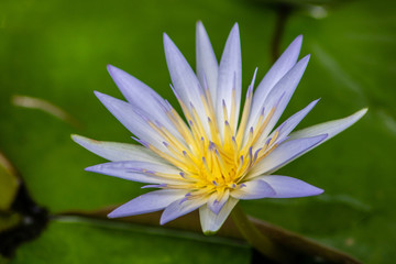 Blue water lily