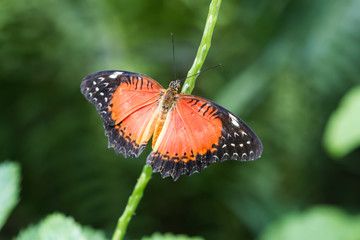 Butterfly 34