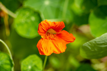 Bright orange flower
