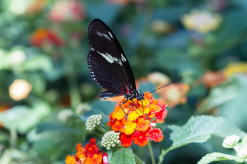 Fototapeta premium Butterfly 36