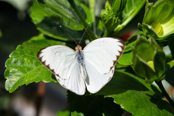 White Butterfly