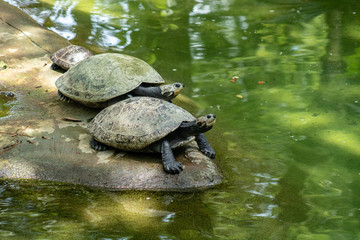 Obraz premium Turtles on a rock