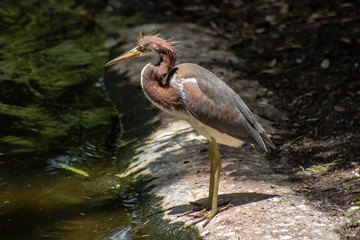 Tricolored heron