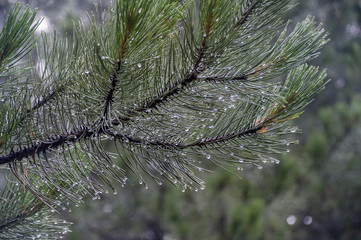 Pine needles 2