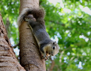 a squirrel enjoys eating food on a  green tree