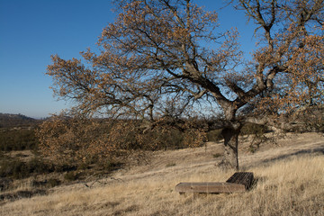 Old tree in field with bench below