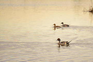 Floating birds on water surface