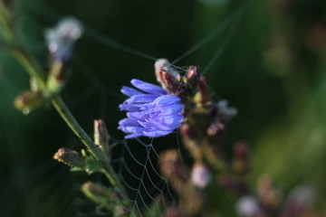 a blooming flower of chicory