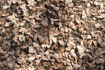 Background of tiny dry foliage