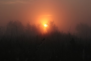 the rays of the rising sun in the tree crown