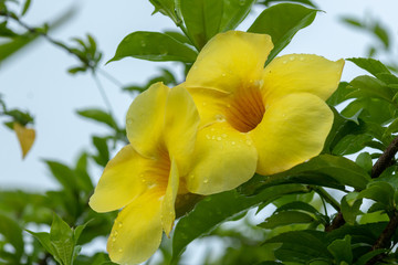 Obraz premium Plantas y Flores