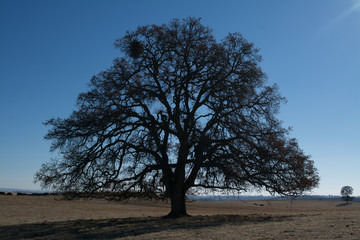 Single huge tree in sunny field