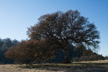 Huge aged tree with big crown