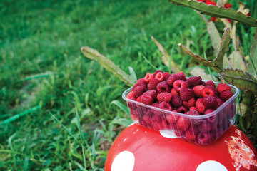 Freshly picked raspberries in crates and glasses on multi-colored backgrounds