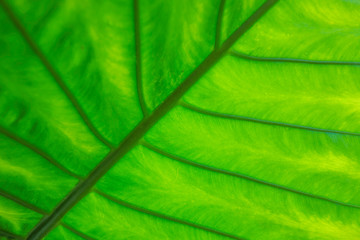 Green leaf close up and good color.