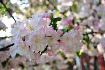 Crabapple Flowers Blossom