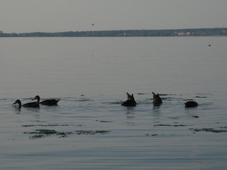 Ducks in the lake. The evening before sunset. Black and white photo