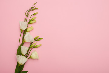 Fototapeta na wymiar White eustoma with buds placed on pink desk