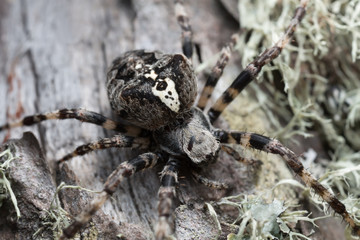 Araneus angulatus on pine wood