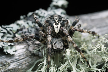 Araneus angulatus on pine wood