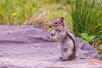 A ground squirrel is enjoying a sunny day