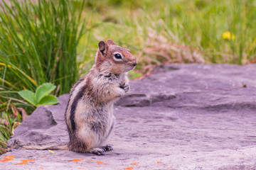 A ground squirrel is enjoying a sunny day
