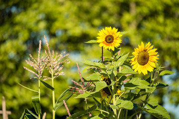 couple sunflowers in the garden under the sun with green background