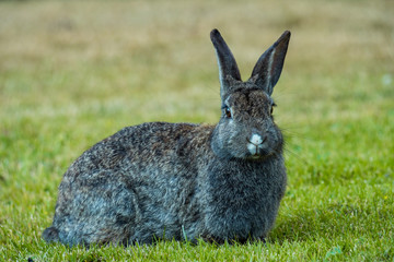 portrait of grey rabbit sitting on the green grass under the shade looking at your way