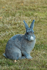 grey rabbit with white nose sitting on the grass looking your way