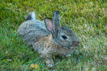 grey rabbit laying on the ground in the shade half asleep under hot summer weather.