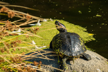big turtle covered with green algae sun tanning on the rock in the pond