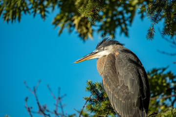 great blue heron taking a nap on top of the tree under the blue sky