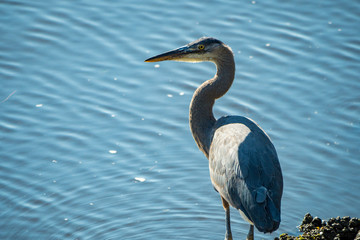 great blue heron waiting under the sun near the river bank for fish to swim by 