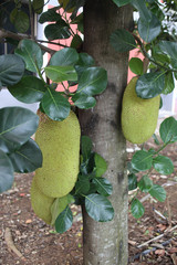 Jack fruit tree with its fruits.