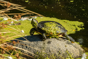 big turtle covered with green algae resting on the rock in the pond getting some sun
