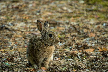 Naklejka na ściany i meble portrait of brown rabbit sitting on the ground in the shade