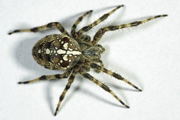 Cross spider (Araneus diadematus)