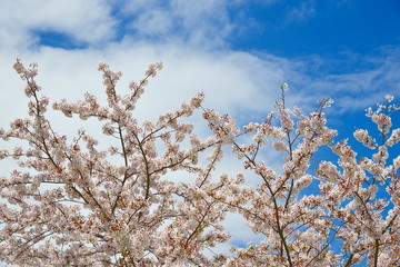 桜と空