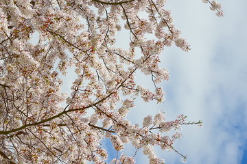桜と空