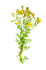 St. John's wort (Hypericum perforatum)on white background