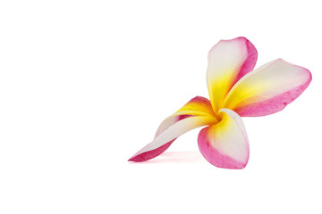 Plumeria flowers on a white background. Pattern of flowers.