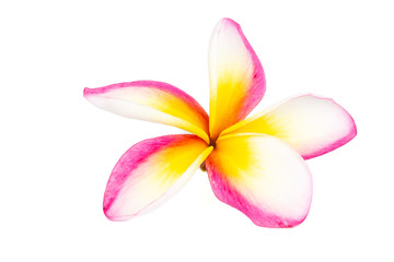 Fototapeta premium Plumeria flowers on a white background. Pattern of flowers.