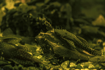 Fish anchistrus on a tribe under water.