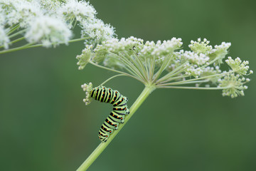 Old world swallowtail, Papilio machanon larva feeding on cow parsley 